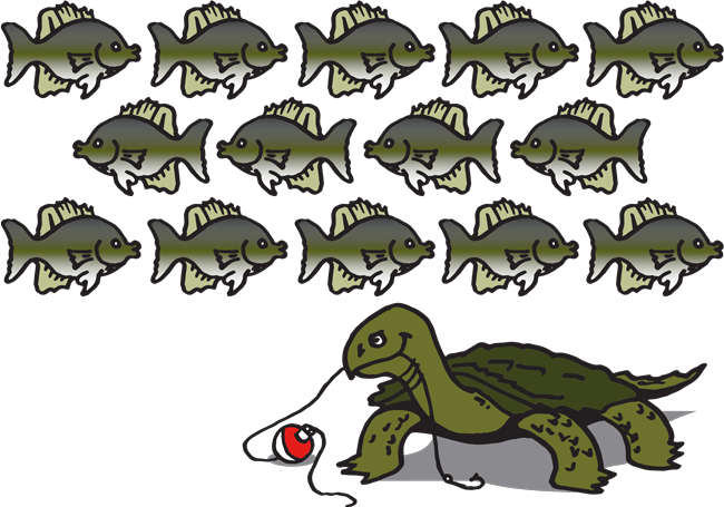turtle